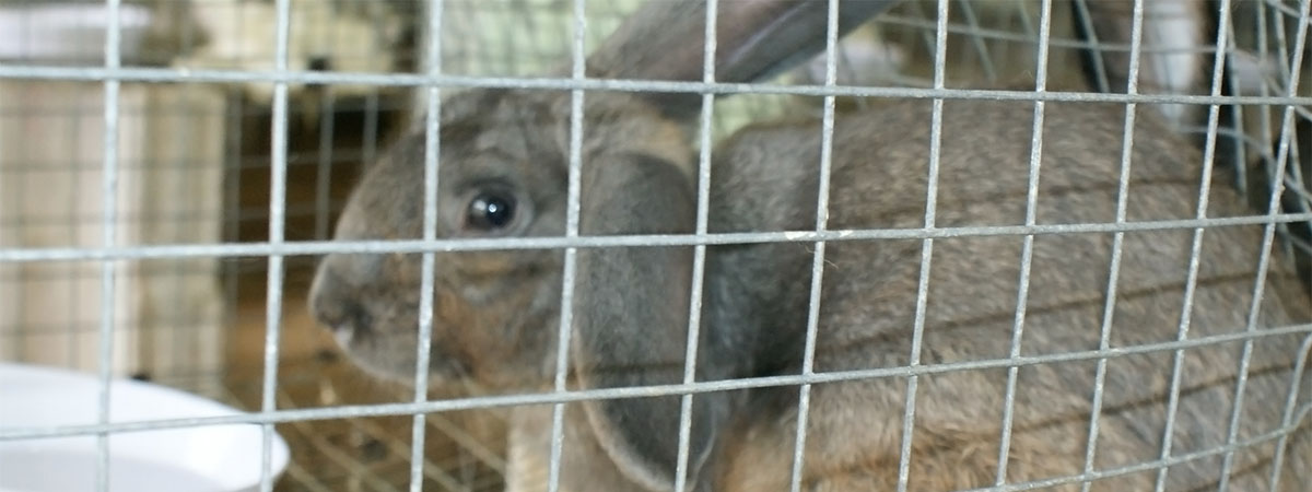rabbit